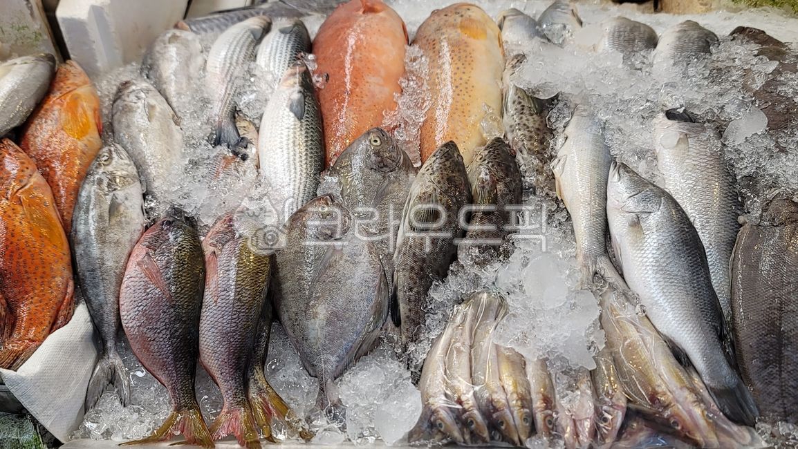 생선,물고기,열대물고기,태국생선,태국물고기,thaifish