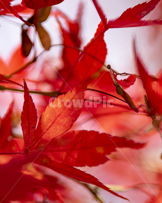 단풍,식물,나무,공원,휴식,가을,가을,계절,fall,autumn,season