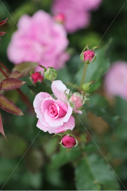 올림픽공원,장미정원,장미,꽃,여름,공원,정원,식물,자연,plants,nature,꽃,flower