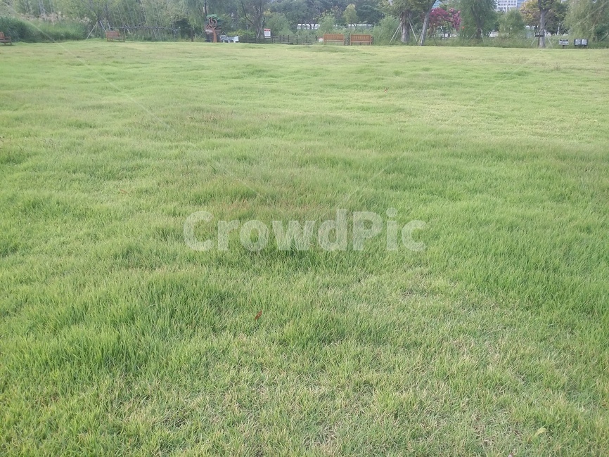 plant,식물,grass,잔디,자연