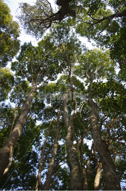 나무,자연,식물,plant,nature,tree,나무줄기