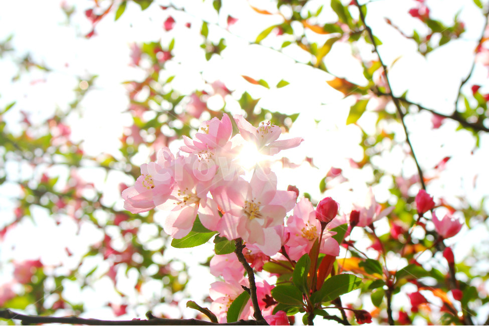 감성사진,봄,꽃,풍경,자연,flower,pink,white,light,빛,색감,하늘,sky,spring,봄,계절,spring,season,식물,자연,plants,nature,꽃,flower,plant,blossom