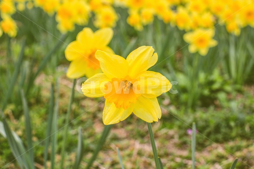 봄,꽃,노란색,수선화,flower,식물,자연,plants,nature,꽃,flower