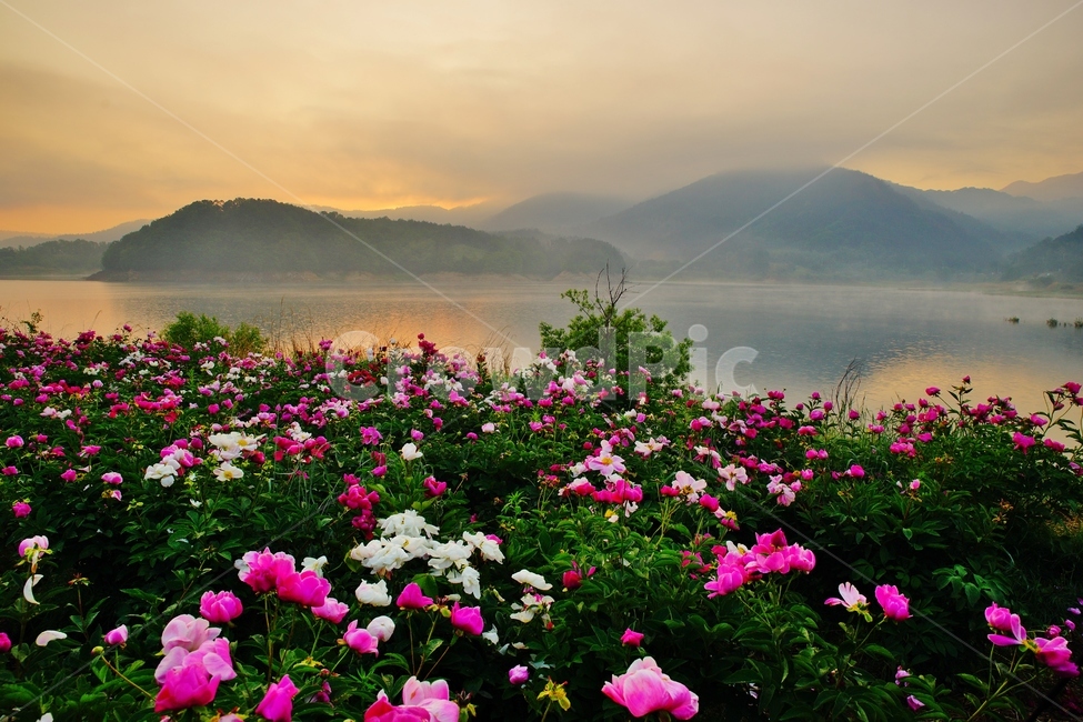 작약,대청호,꽃,대전관광,풍경,자연,풍경,nature,landscape,geranium,제라늄,flower,plant,식물,blossom,petal,꽃잎