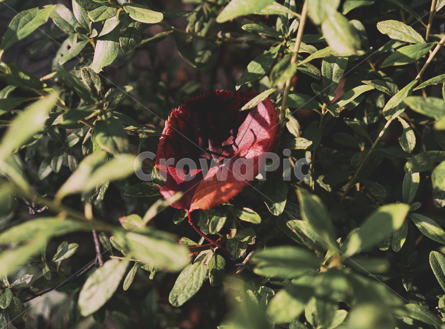 식물,초목,가을,낙엽,빛과그림자,식물,자연,plants,nature