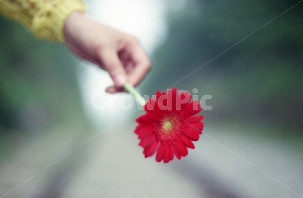필름,꽃,식물,감성,분위기,한송이,flower,손,mood,filmphoto,식물,자연,plants,nature,꽃,flower,감성,sensible,feeling