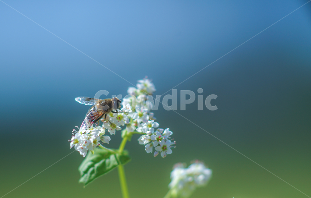 메밀,메밀꽃,벌,꿀벌,곤충,식물,식물,자연,plants,nature,꽃,flower,동물,animal,곤충,벌레,insect,bug