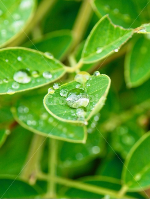 잎사귀,물방울,식물,녹색,자연,leaf,waterdrop,plant,green,nature,식물,자연,plants,nature