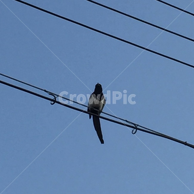 bird,새,animal,동물,까치,까마귀,날다,sky,fly,flying