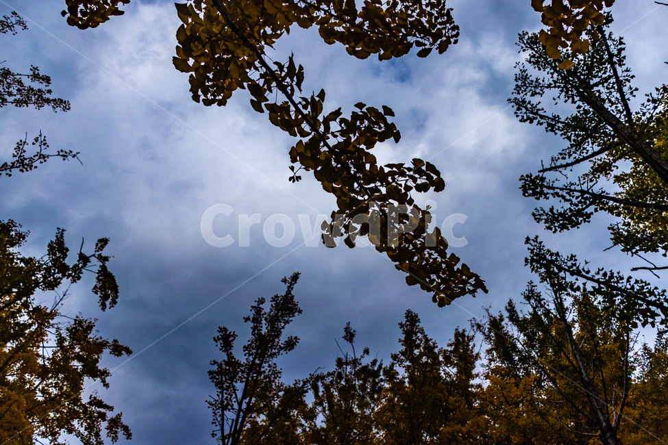 은행,은행나무,은행나무숲,은행잎,은행숲,가을,계절,fall,autumn,season,자연,풍경,nature,landscape,light,빛,flare,플레어,tree,나무,plant,식물