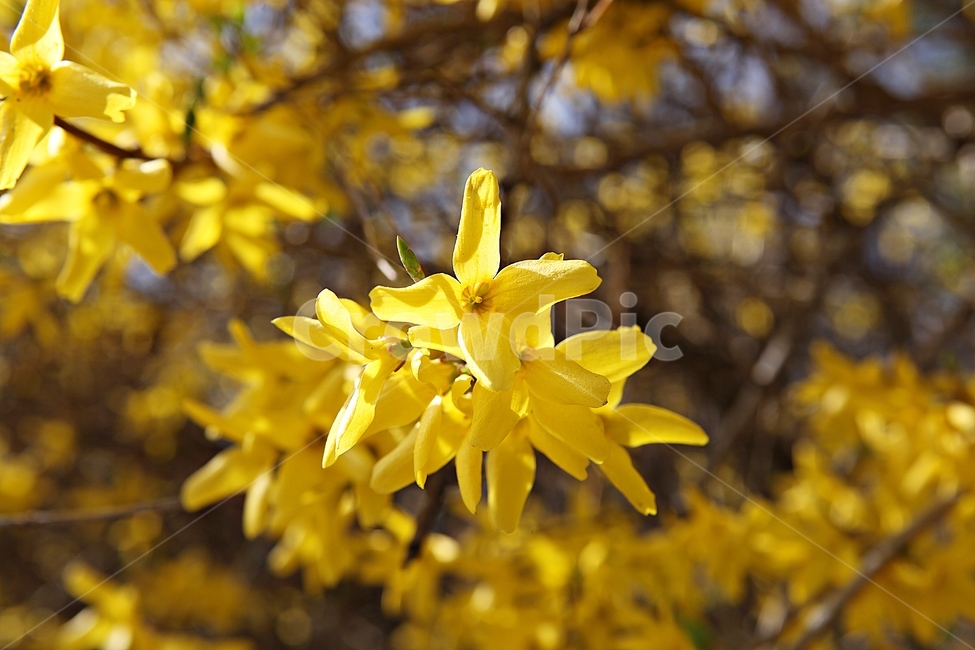 개나리,개나리꽃,꽃,봄꽃,노란꽃,봄,식물,자연,공원,식물,자연,plants,nature,꽃,flower