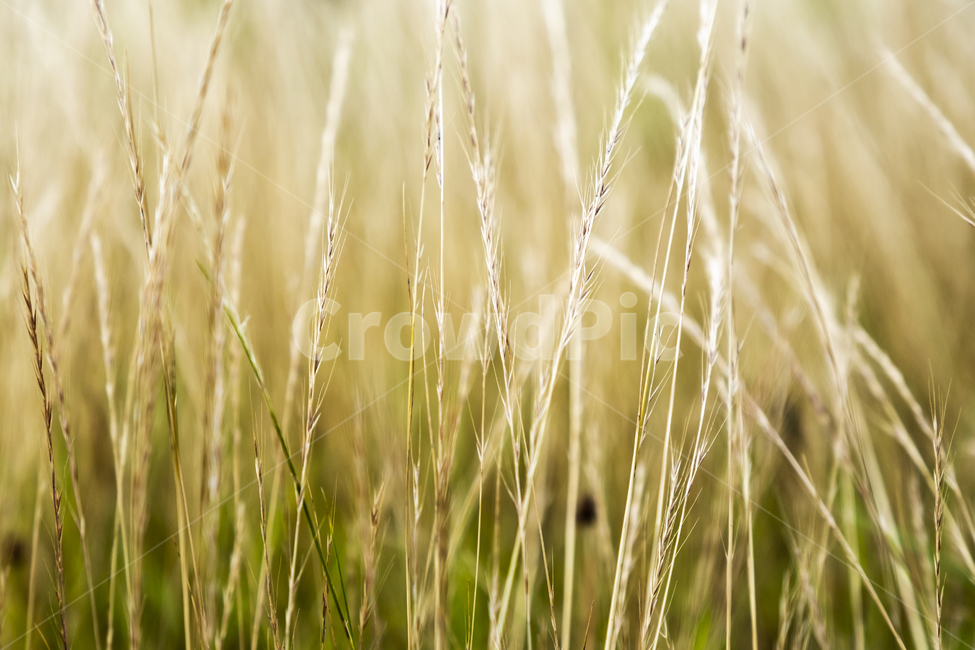 close up,dinner,Emotional photo,Outfocusing,phone background,afternoon,Field,grass,background,plant,Emotion