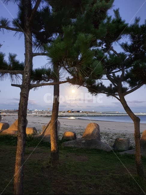 바다,보름달,바닷가,나무,추석,모래사장,모래,달빛,해질녘,방파제,moon,tree,autumn,fall,자연,풍경,nature,landscape,plant,식물,summer,여름