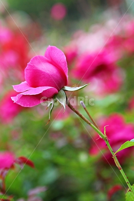 장미,장미꽃,꽃,장미원,봄꽃