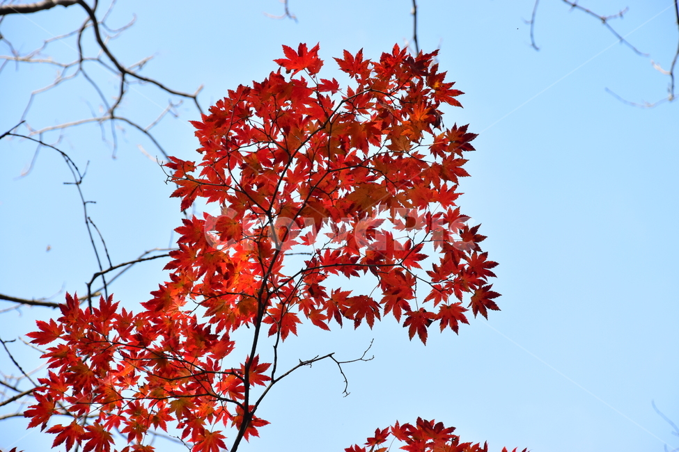 가을,단풍,자연,풍경,북한산,잎,단풍잎,붉은,나무,계절,계곡,숲,힐링,plant,fall,autumn,season,forestnature,landscape,한국자연풍경,한국자연경관,korea,tree,maple,leaf,가을,계절,fall,autumn,season,자연,풍경,nature,landscape,식물,plants,나무,trees,wood