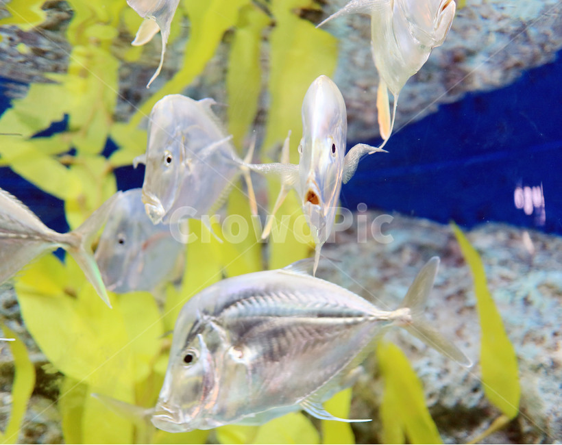 물고기,생선,바다,아쿠아리움,수족관,어류,수중,fish,수초,동물,animal,어류,물고기,fish