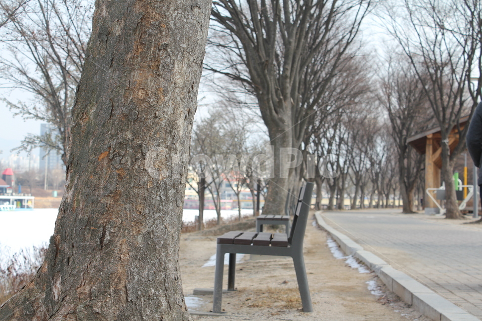 가로수,나무,공원,산책,산책로,풍경,자연,아름다움,휴식,겨울,계절,winter,season