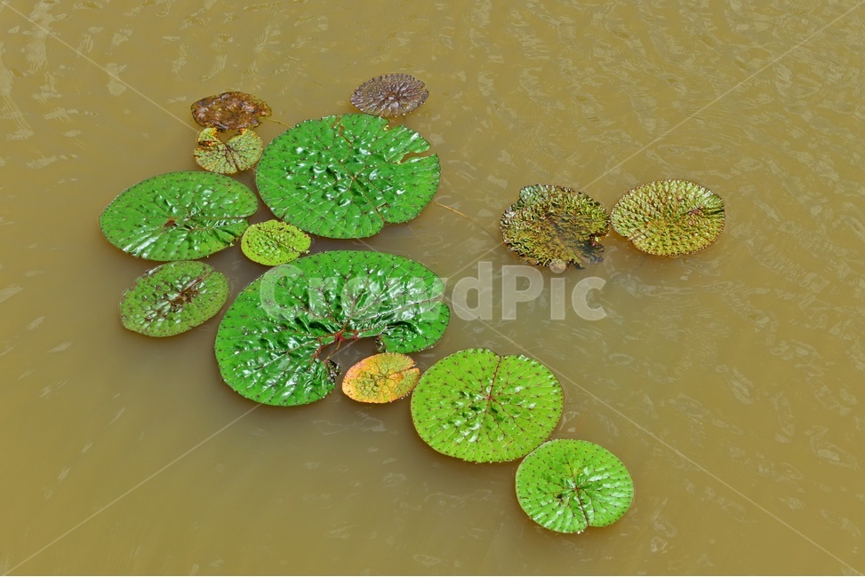plant,식물,flower,blossom,꽃,leaf,잎,outdoors,옥외,nature,자연,수련,연잎,연못,물