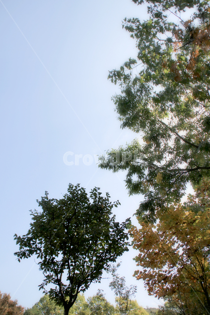 tree,나무,plant,식물,하늘