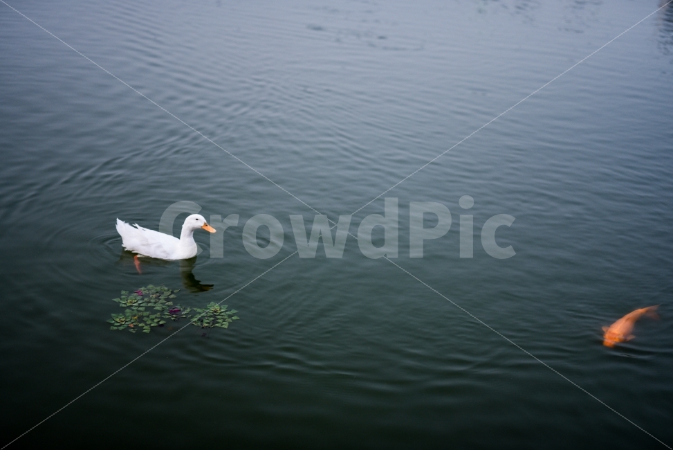 오리,호수,붕어,동물,순간포착,풍경사진,동물,animal,조류,새,birds,어류,물고기,fish