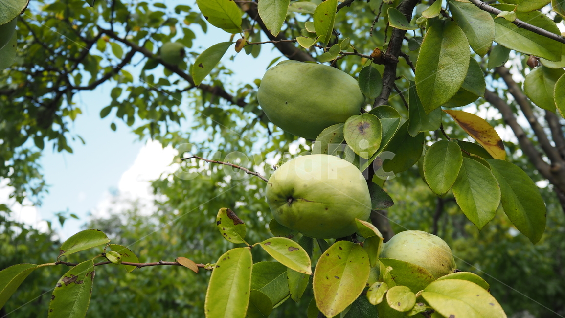 과일,모과,나뭇잎,fruit,leaf,quince,자연,nature,식물,자연,plants,nature,과일,열매,fruit