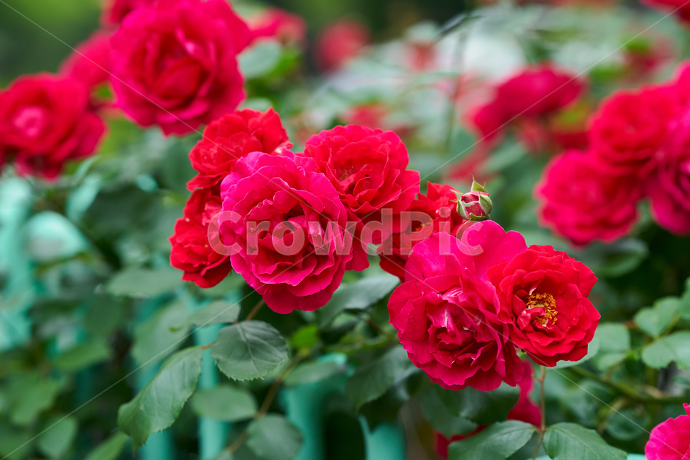 장미,rose,5월,꽃,flower,식물,자연,plants,nature,꽃,flower