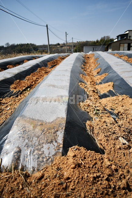 봄,꽃,시골,밭,흙,농촌,향기,산업,industry,industrial,농업,농사,agriculture,farming,farming industry