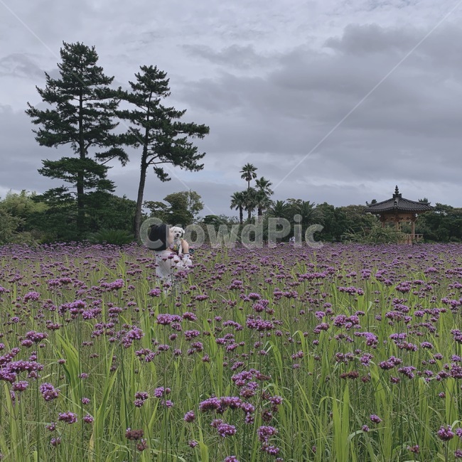꽃,옆모습,감성,제주도,보라색,필터사진,버베라,자연,풍경,nature,landscape,plant,식물