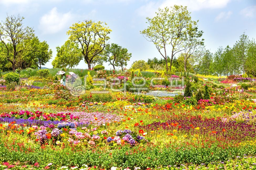 풍경,꽃밭,꽃언덕,자연,순천만국제정원,정원,꽃동산