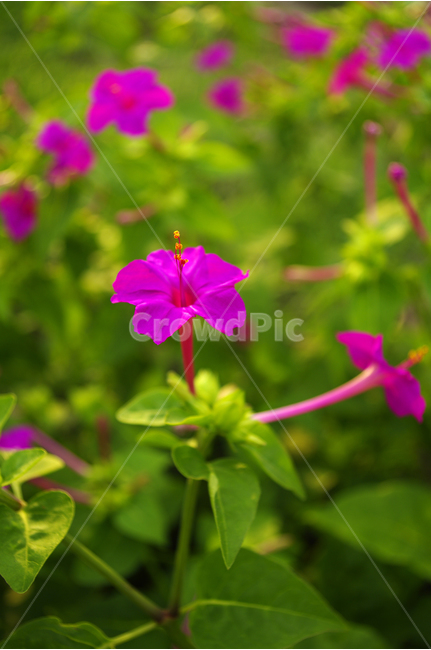 분꽃,꽃,식물,flower,color,nature,자연,식물,자연,plants,nature,꽃,flower