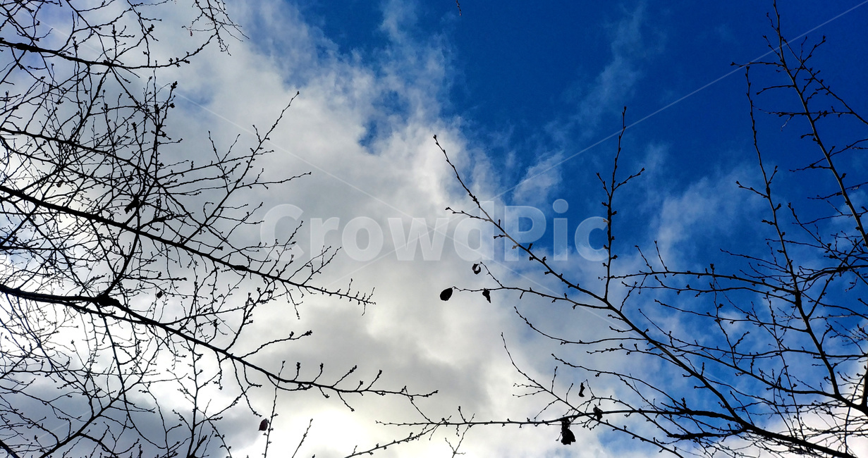 하늘,구름,나무,나뭇가지,sky