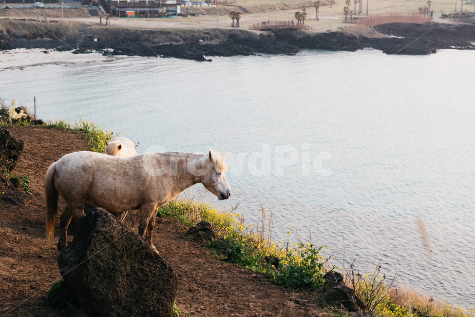 제주도,말,제주말,홀스,노을,감성,바다,해변,동물,제주도,jeju,jeju island,동물,animal,포유류,mammal,산업,industry,industrial,목축업,목장,livestock farming,ranching,pasture,nature,자연,outdoors,옥외