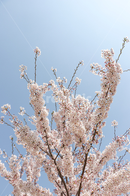 꽃,flower,벚꽃,blossom,plant,식물