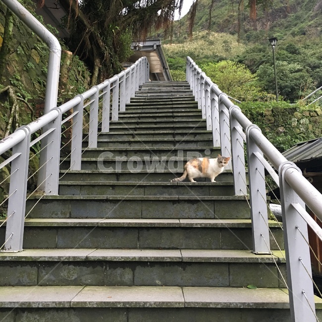 고양이,야옹이,길고양이,계단위고양이,계단,cat,kitty,stair,동물,animal,포유류,mammal,고양이,cat,kitten,kitty