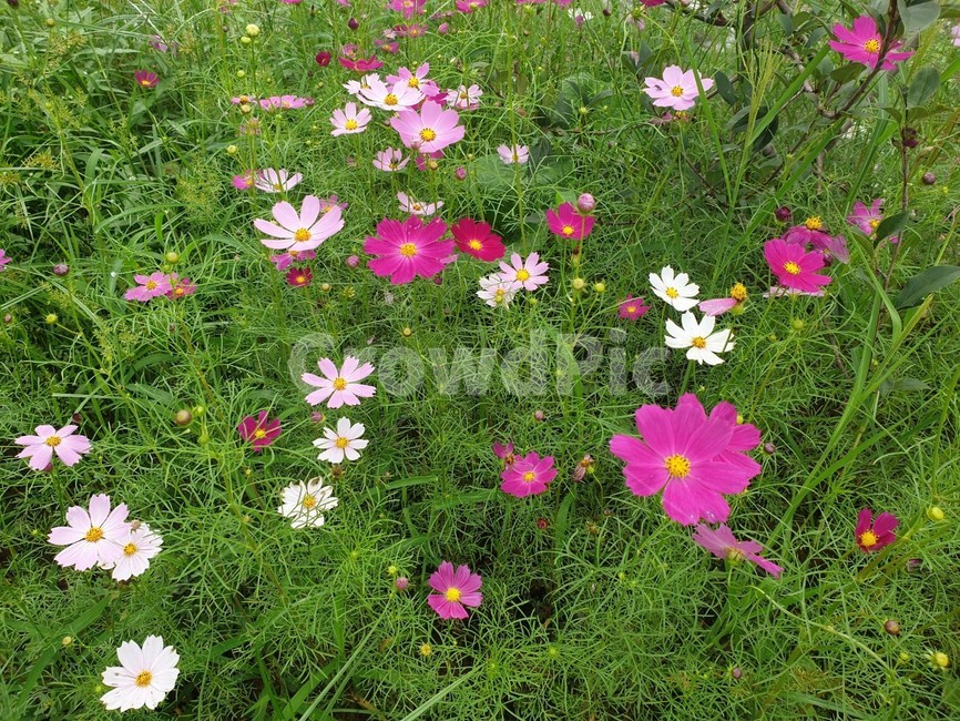 식물,plant,flower,꽃,blossom,코스모스,가을,하늘하늘,fall,autumn,알록달록,초록,풍경,자연풍경,green,그린,식물,자연,plants,nature,꽃,flower