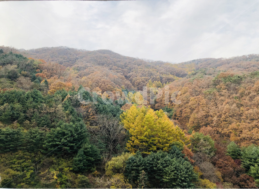 tree,나무,단풍,가을,plant,가을,계절,fall,autumn,season,자연,풍경,nature,landscape,식물,fir,전나무