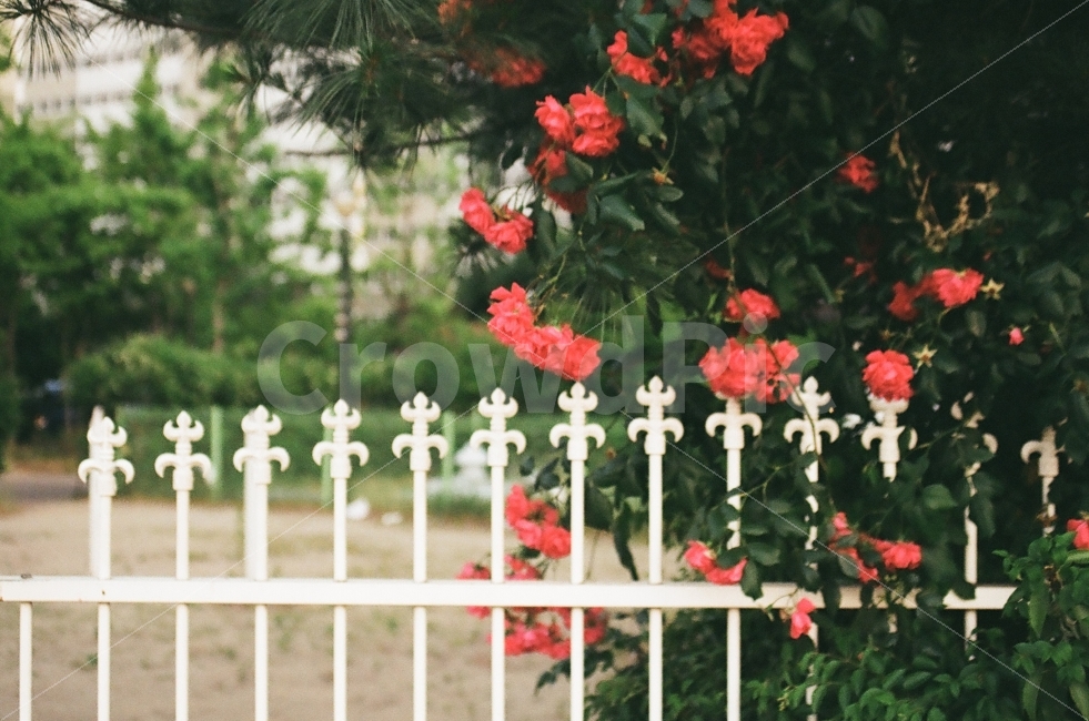 장미,rose,꽃,필름사진,감성사진,식물,자연,plants,nature,꽃,flower,감성,sensible,feeling