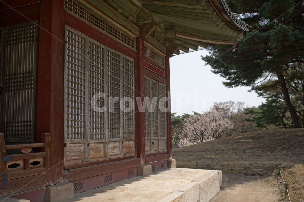 창경궁,서울,한국,벚꽃,매실나무,korea,대한민국,seoul,혜화,헤화역,혜화동,4월,april,봄,spring,봄꽃,풍경,landscape,조선,조선시대,조선왕조,궁전,궁궐,왕궁,나무,자연,nature,한옥,tree,palace,한국문화,한국전통,전통문화,전통,문화,한국적인,한국풍경,역사,히스토리,history,한국전통,한국문화,korean traditional,korean culture,건축물,건물외관,exterior,building,structure,architecture,construction