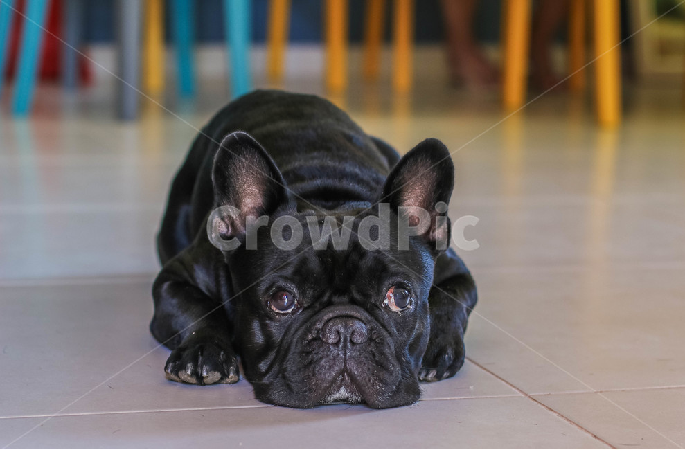 불독,프렌치불독,강아지,검정강아지,bulldog,frenchbulldog,애완견,blackdog,poppy,검은강아지,애완동물,프랑스불독,pet,개,animal,동물,animal,포유류,mammal,개,강아지,dog,doggy