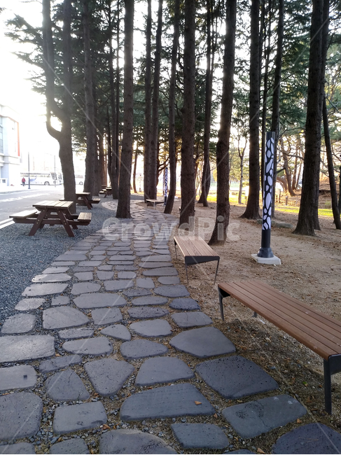 판석,path,통로,길,산책,나무,숲,식물,산책길,벤치,outdoor,야외,tree