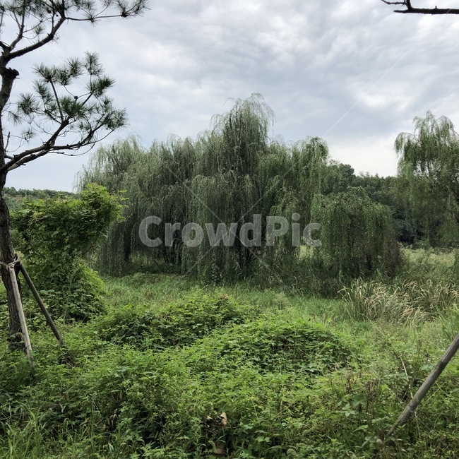 tree,나무,plant,식물,우거진나무,울창한,자연,풍경,nature,landscape