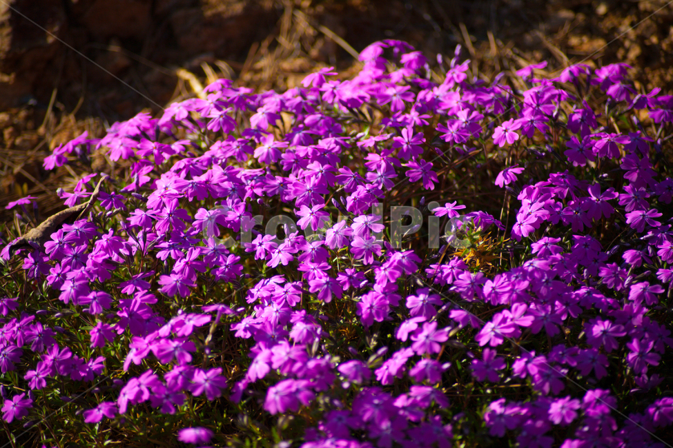 꽃,꽃잔디,꽃밭,봄,자연,식물,식물,자연,plants,nature,꽃,flower