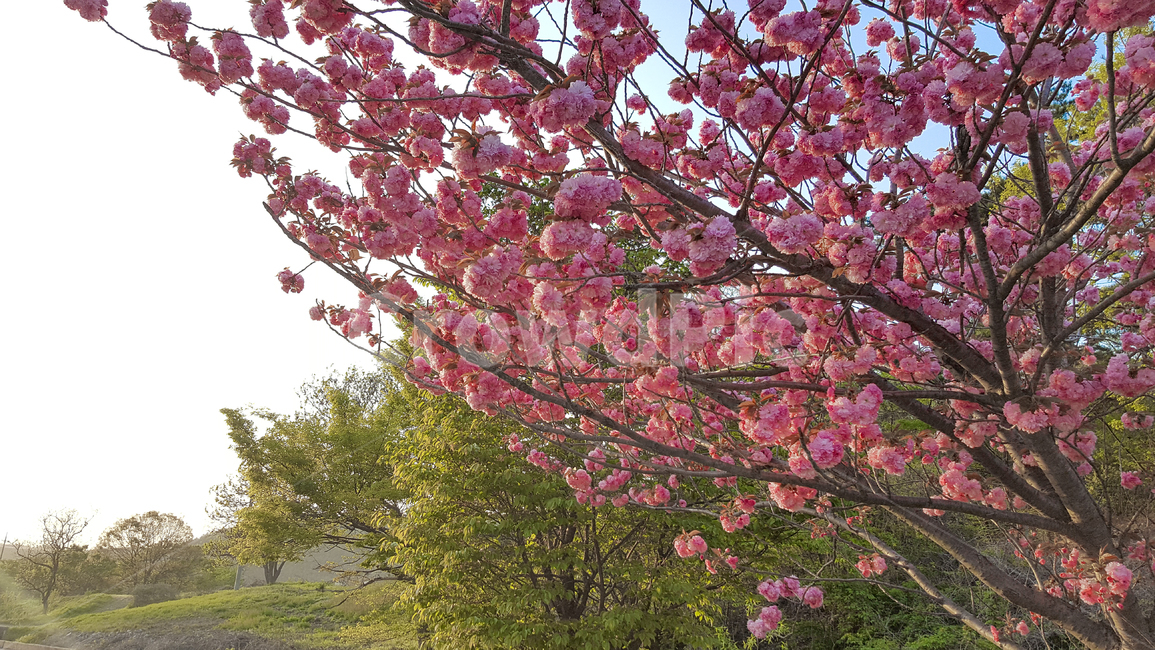 서산시,왕벚꽃,겹벚꽃,벚꽃나무,봄,벚꽃,꽃나무,봄,계절,spring,season,식물,자연,plants,nature,꽃,flower,plant,blossom,cherry blossom