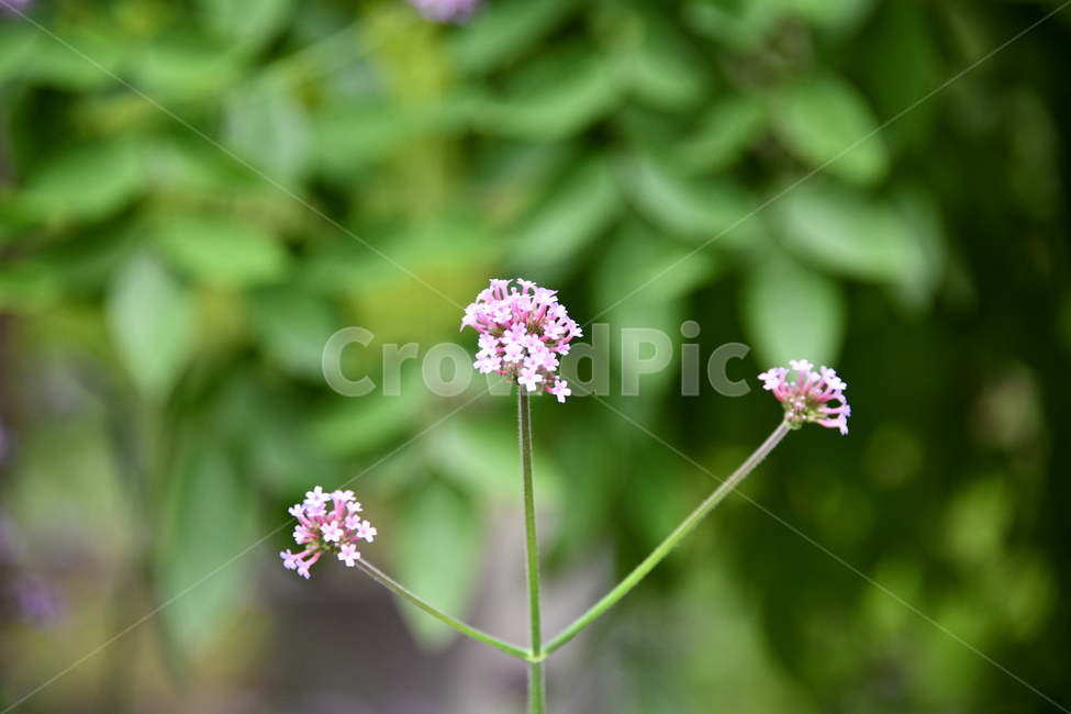 꽃,flower,자연,식물,색상,색깔,감성