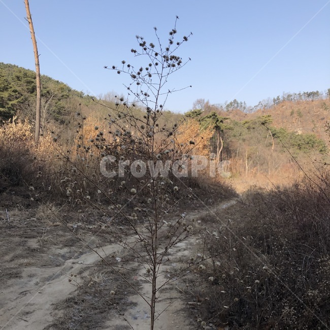 말린꽃,길,산,자연,풍경,안정,평화