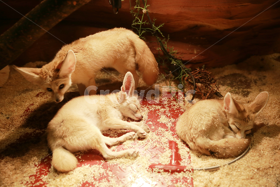 사막여우,귀여운,동물원,모피,여우,동물,animal,포유류,mammal