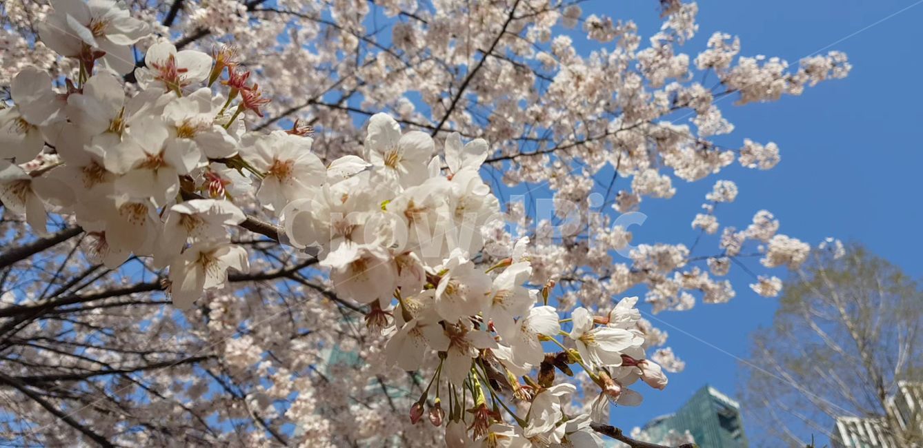 봄,벚꽃,blossom,나무,flower,식물,plant,꽃