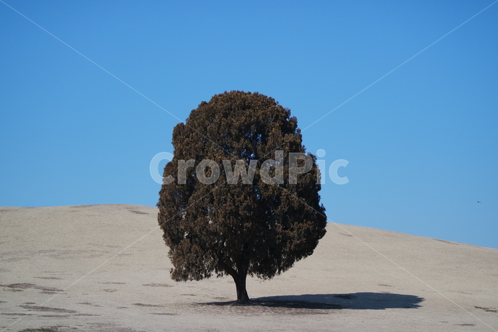 나무,tree,나홀로나무,올림픽공원,자연,풍경,서울