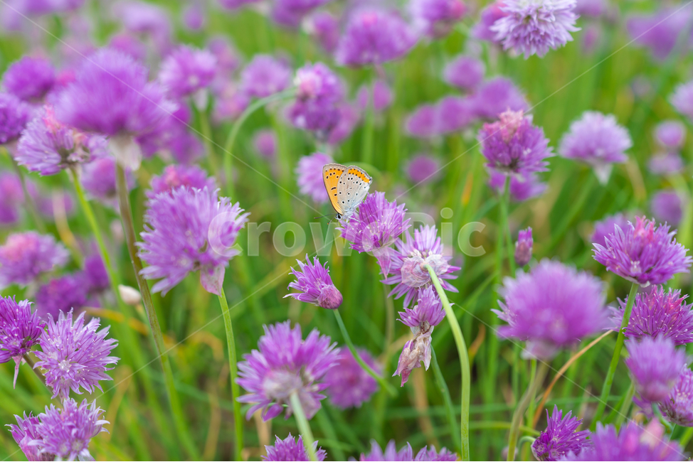 나비,butterfly,꽃,꽃밭,하늘,구름,맑음,보라꽃,식물,plant,sky,cloud,식물,자연,plants,nature,꽃,flower,동물,animal,곤충,벌레,insect,bug