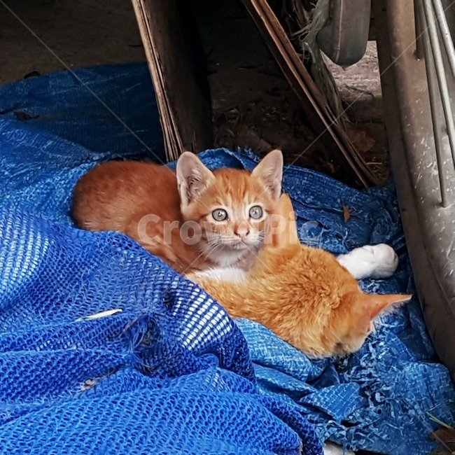 고양이,줄무늬,파란,새끼고양이,눈